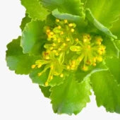 Rhodiola Rosea