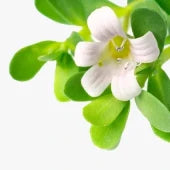 Bacopa Monnieri