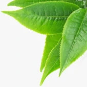 L-Theanine